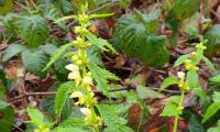 Goldnessel in freier Natur, Blüten (zu und offen) und Blätter.