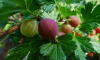 Ripe and unripe gooseberries on shrub (Ribes uva-crispa, Syn. Ribes grossularia).