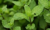 Grüne Minze - Mentha spicata - Blätter noch an der Pflanze, typisches Aussehen. Keine Pfefferminze!
