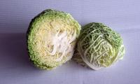 Raw savoy cabbage cut in half and placed on a tablecloth. Savoy cabbage is available year-round.