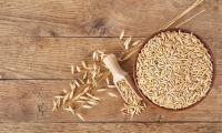 Oats (seed oats) - Avena sativa L .: oats as ear spikes left, oat grains in measuring spoon and pot.