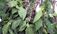 Ветви с листьями разновидности тайского базилика Horapa - Ocimum basilicum var. Thyrsiflora.