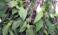 Branches with leaves of the Thai basil variety Horapa - Ocimum basilicum var. Thyrsiflora.