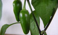 Close-up of an unripe jalapeño (Capsicum anuum) still on the plant