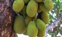 Jackfruit tree with jackfruit hanging on it like a grape - Artocarpus heterophyllus.