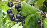 Black currant leaves and black currants on a bush (Ribes nigrum).