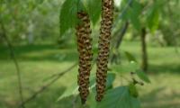 Kitten of the Himalayan birch, similar to the white birch or hanging birch.