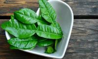 Leaves of kaffir lime (Citrus hystrix), fresh in heart-shaped white ceramic bowl.