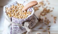 Kamut or Khorasan wheat, raw - Triticum turgidum subsp. turanicum (Jakubz.) in cloth bag.