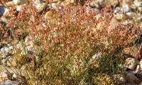 Wild plant small sorrel - Rumex acetosella: flowering plants in stony soil.