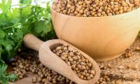 Coriander seed, (Coriandrum sativum): wooden scoop and bowl, cilantro plant on the left in the back.