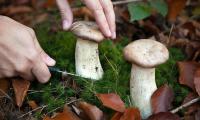 Cutting king oyster mushrooms and other mushrooms in the forest.