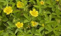Creeping cinquefoil with runners and golden-yellow flowers in various stages.