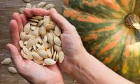 Dried white pumpkin seeds next to an edible pumpkin. Seeds from non-edible pumpkins are poisonous.