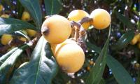 Japanische Wollmispeln an Baum - Eriobotrya japonica (Mispel, Loquat, Nispero, Mispero, Nespolo)