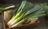 Leeks - Allium ampeloprasum var. porrum: pre-cut leeks in a wooden box on sackcloth.