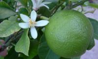 Lima cruda. Citrus latifolia en el árbol con flores.