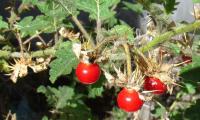 Litchi tomato (Solanum sisymbriifolium) still hanging on plant.