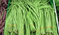 Asparagus bean, raw, bundled, as found on the market. Vigna unguiculata s. sesquipedalis.