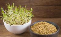 Alfalfa sprouts (Medicago sativa), shown next to a bowl of alfalfa seeds.