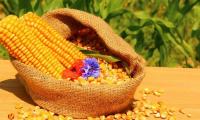 Corn kernels and two cobs in sack, some grains are off - Zea mays mays L.
