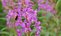 Цветки узколистного иван-чая в природе - Epilobium angustifolium.