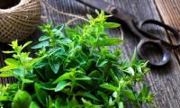 Marjoram, fresh (Origanum majorana), freshly cut, on an old wooden table.