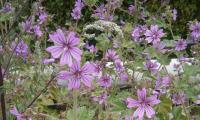 Meadow with flowering and raw edible plants of the wild mallow variety (Malva sylvestris).
