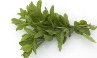 A bunch of Moroccan mint (Mentha spicata)