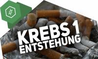 Die Ursache für Krebs ist immer eine Zelle mit beschädigtem Erbgut. Wie Krebs entsteht und wie es vom Tumor zum Krebs kommen kann: Kurz erklärt.