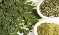 Horseradish (Moringa olifera, miracle tree) left: fresh leaves, dried and powder on the right.