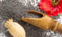 Poppy seeds (Papaver somniferum) with poppy flower and seed pods, ready to harvest seeds