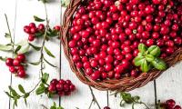 Cranberries freshly picked in a basket and around it (Vaccinium macrocarpon).