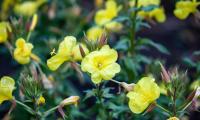 Nachtkerze, gemeine - Oenothera biennis - Ausschnitt: Blüten an den Pflanzen