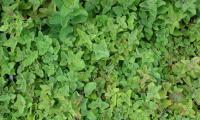 Greek oregano (Origanum vulgare subsp. hirtum): photo from Greek oregano growing wild.