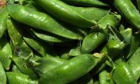 Sugar snap pea pods (Pisum sativum) can be eaten raw.