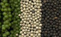 Black pepper: immature green, dried black pepper, in between white without shell.