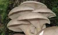 Oyster mushroom, raw (Pleurotus ostreatus) in front of a moss-covered tree trunk.