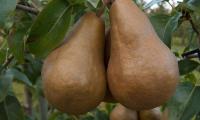 Untreated raw Bosc pears, a heirloom variety of pear (Pyrus communis)