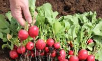 Radishes freshly harvested, still on the ground: (Raphanus sativus subsp. Sativus, Raphanus sativus)