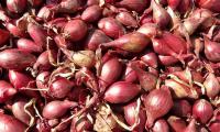 Raw, untreated shallots (Allium ascalonicum) on a pile.