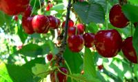 Raw and ripe fruits of the sweet cherry - Prunus avium - on a cherry tree.