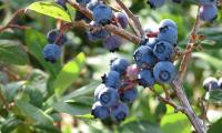 Raw blueberries - Vaccinium spp. - still on the bush.
