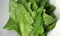 Raw romaine lettuce head - Lactuca sativa var. logifolia - on a light background.