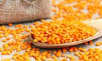 Red raw lentils in a wooden spoon on a burlap mat.