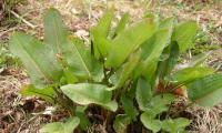 Raw blunt-leaved dock (Rumex obtusifolius) in a meadow.