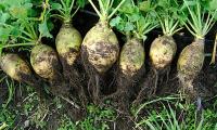 Белая брюква, сырая и свежая из сада с почвой - Brassica napus ssp. napobrassica.