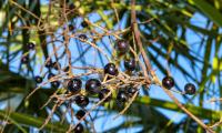 Ripe berries of saw palmetto (Serenoa repens), hanging on the plant.