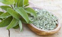Sage, real - Salvia officinalis: left fresh leaves, right: dried in wooden spoon.