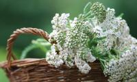 Common yarrow (Achillea millefolium) blooming in a woven basket.